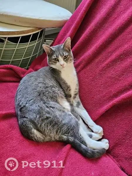 Chatte grise/blanche perdue à Fontet - photo