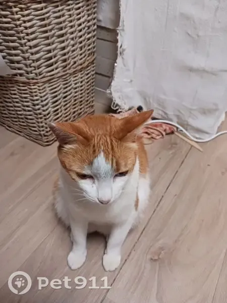 Chat perdu, 7 ans, tatouage oreille droite - photo