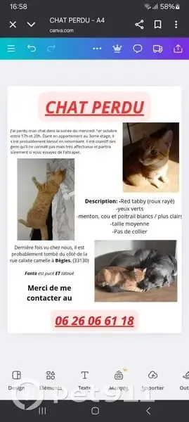 Chat perdu, Rue Calixte Camelle, Bègles - photo