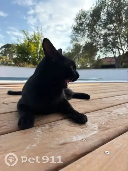 Chat noir craintif perdu à Toulon - photo