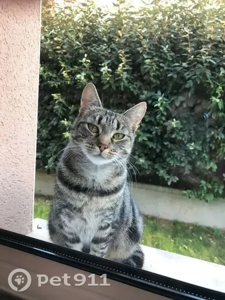 Chatte tigrée perdue à Neuilly-Plaisance - photo