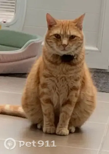 Chat mâle roux perdu à Roubaix - photo