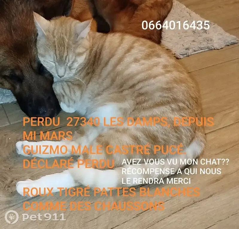Chat roux perdu, pattes blanches, Les Damps - photo