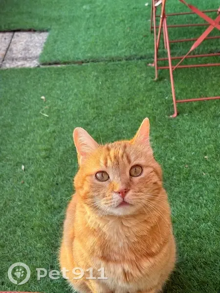 Chat roux Caramel perdu à Bonsecours - photo