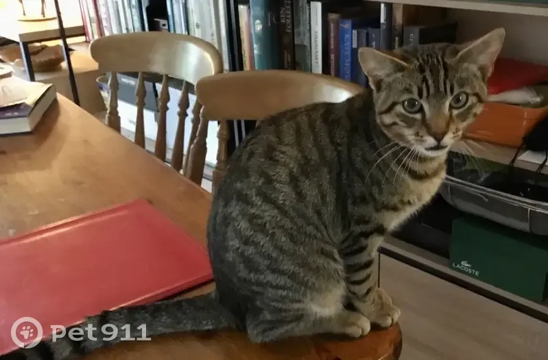 Chat trouvé à Saint-Nicolas-du-Pélem - photo