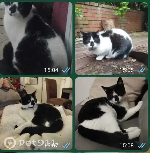 Chat perdu : noir/blanc, collier vert, Roubaix - photo