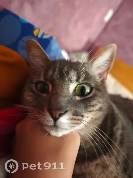 Chat perdu à Anjou : Ryo, sociable - photo