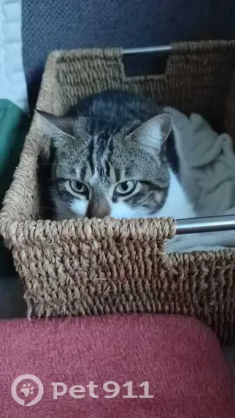 Chatte Malou perdue à Toulouse, St Cyprien - photo