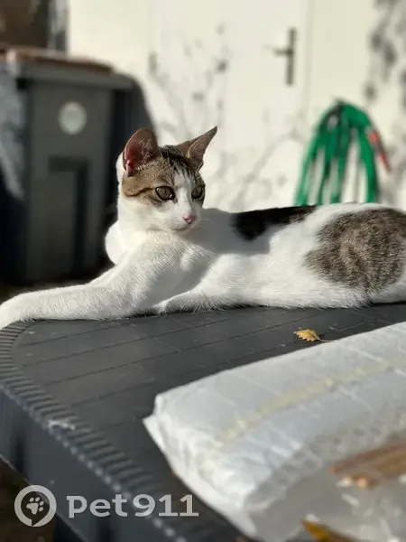 Miaouss, jeune chat perdu à Avon - photo