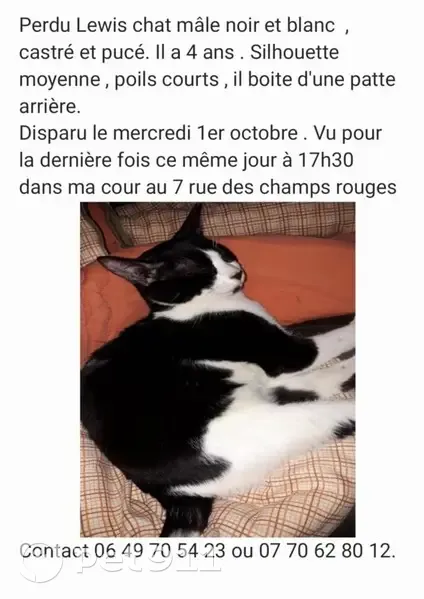Chat noir et blanc perdu, boiteux, Moissey - photo