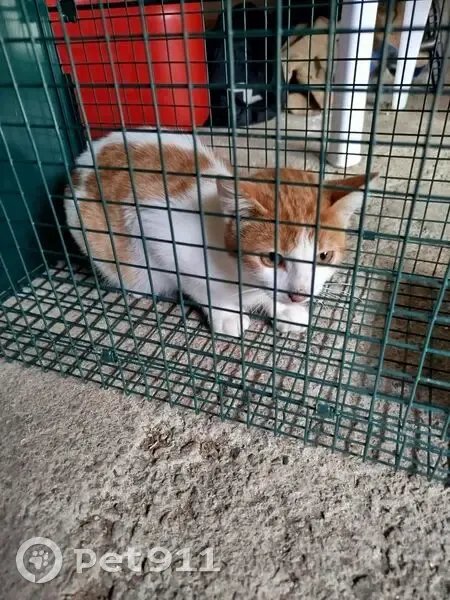 Chatte trouvée jeune à Aigurande - photo