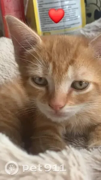 Chat roux tigré perdu à Saint-Gérand-le-Puy - photo
