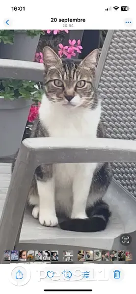 Chat perdu : Kiki, blanc et tigré, malade - photo