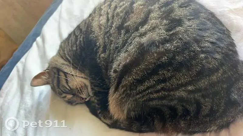 Chatte trouvée, probablement gestante, câline - photo