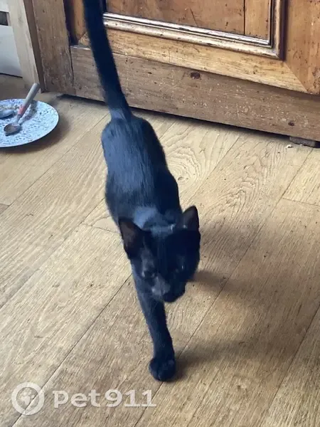 Chat noir affectueux trouvé à St-Brieuc - photo