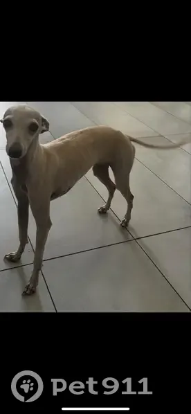 Petite chienne perdue, cœur blanc au cou - photo
