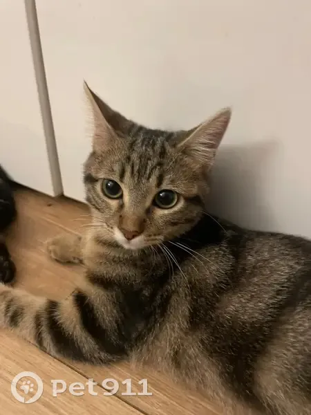 Chatte tigrée perdue, 1 an, Toulon - photo