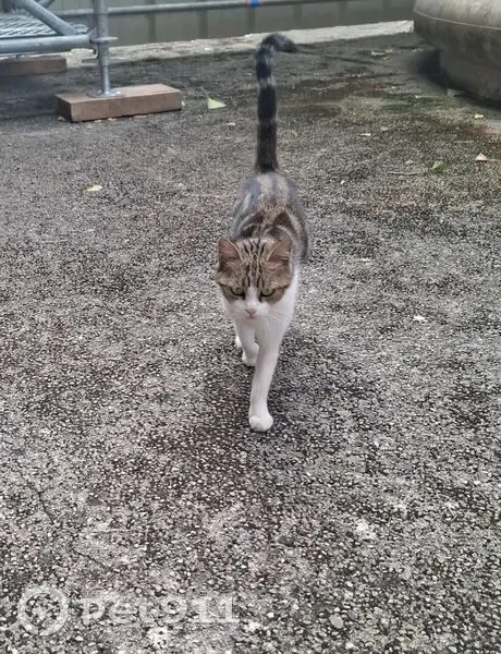 Jeune chatte à sauver à Lyon Confluence - photo