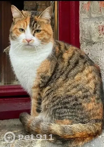Chatte tricolore perdue à Englancourt - photo
