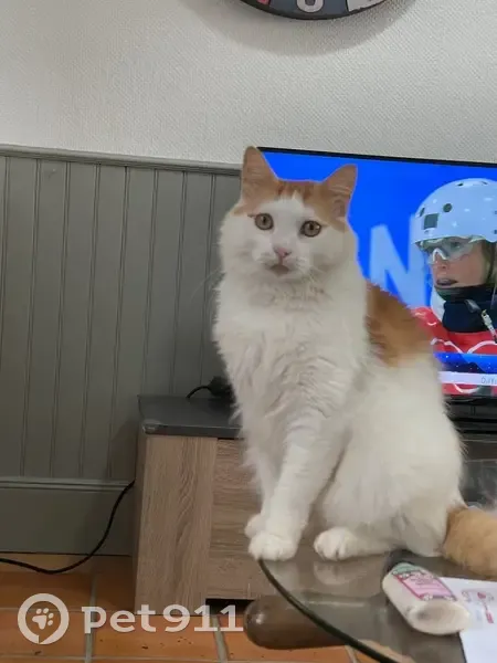 Chat roux et blanc perdu à Ferrières - photo