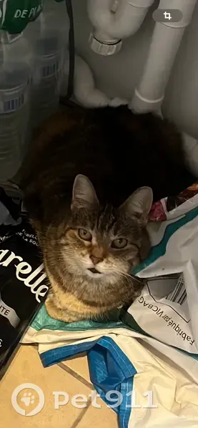 Chat tigrée 15 ans perdue Le Chesnay - photo