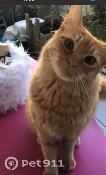 Chatte rousse trouvée à Nantes - photo