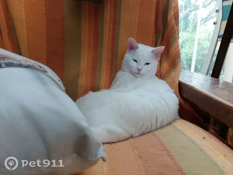 Chat perdue : Lune, blanche, rue d'Artois - photo
