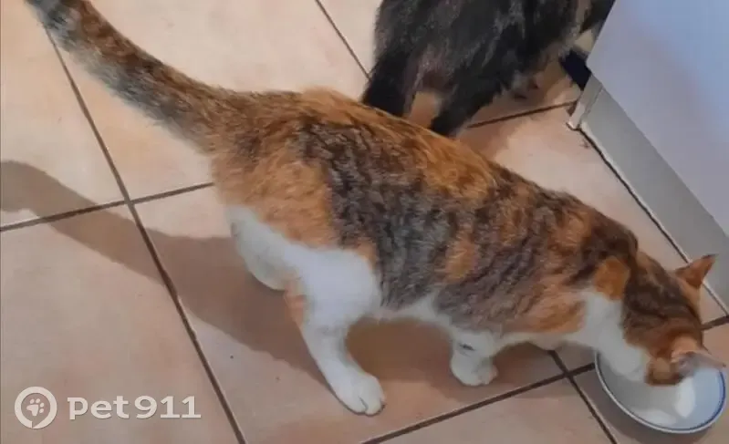 Chatte perdue : IVY, 1 an, Pont-du-Casse - photo