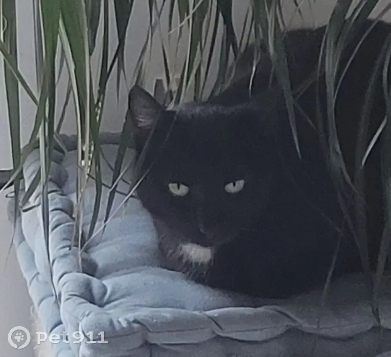 Chat noir perdu Impasse de la Ferme - photo
