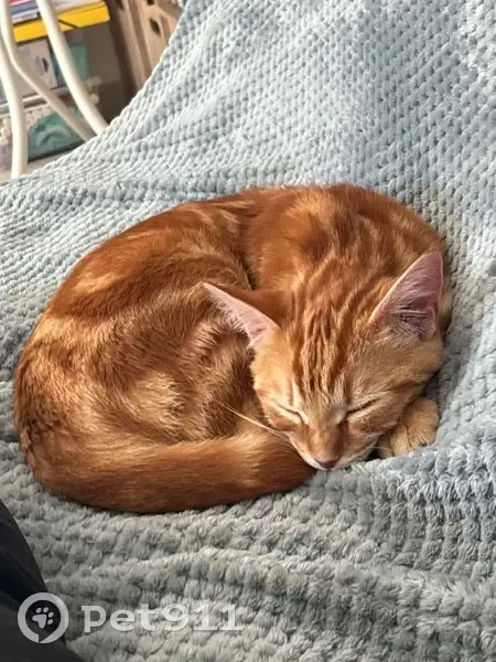 Chat roux trouvé, jeune et sociable, Artannes - photo