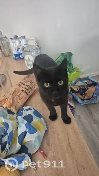 Chat noir trouvé à Saint-Étienne - photo