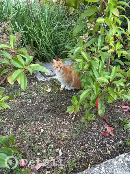 Chat roux sociable trouvé Rue du Jard - photo