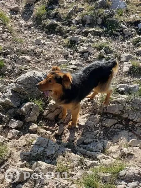 Chien perdu: Bredda, noir et fauve, Grenoble - photo