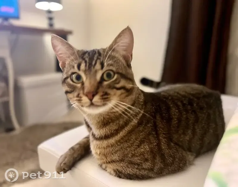 Chat perdu : Solitaire, téméraire, Janon - photo
