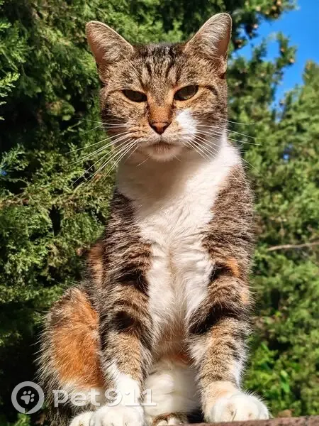 Chatte écaille de tortue perdue à Grasse - photo