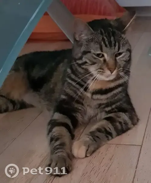 Jeune chatte tigrée perdue à Wittelsheim - photo