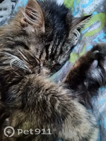 Chatte perdue : Tika, 18 ans, Bollène - photo
