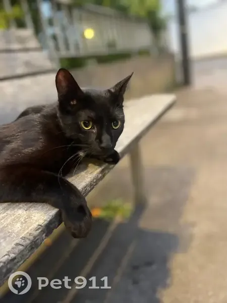 Chat noir perdu, tache blanche, Boulogne - photo