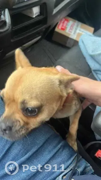 Chien fauve sociable trouvé à Saint-Léonard - photo