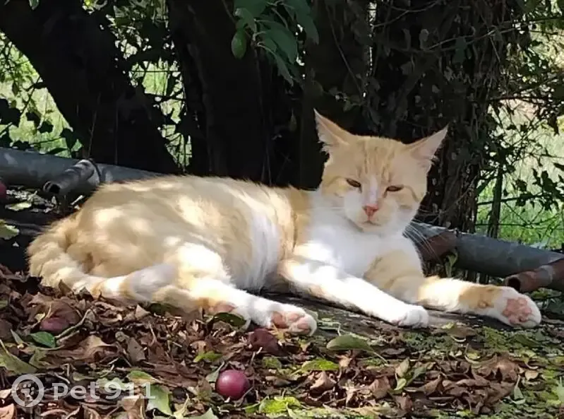Chat roux clair perdu à Saujon - photo