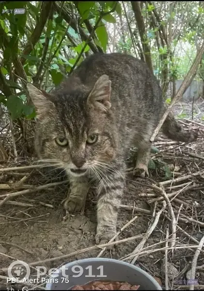 Chat mâle trouvé, oreille fendue, Paris 11 - photo