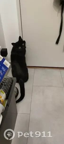 Chat noir affectueux trouvé à Montlhéry - photo