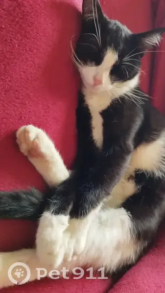 Chatte perdue, pucée, sociable à Tarcenay - photo