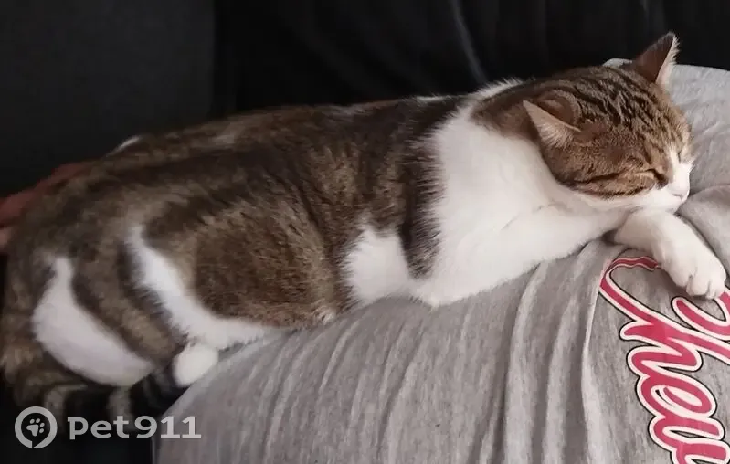 Chat perdu à René Panhard, France - photo