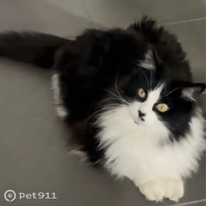 Chatte noire et blanche perdue à Balma - photo