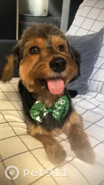 Cachorro perdido Macho (brl001612) - photo