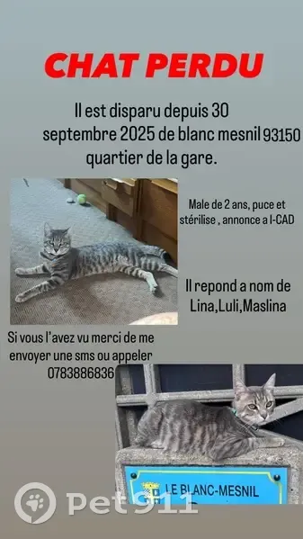 Chat perdue Rue Pierre Semard, Le Blanc-Mesnil - photo