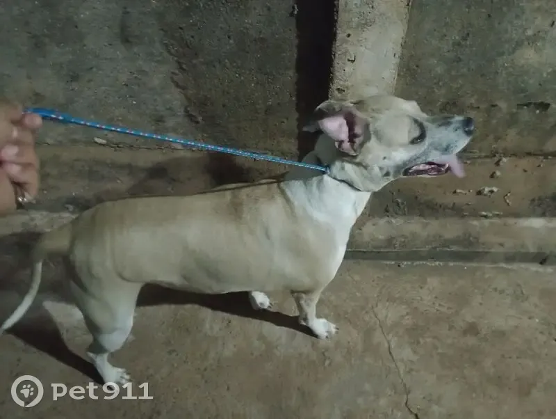 Cachorro encontrado Fêmea (brf001613) - photo