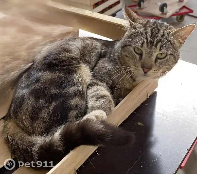 Chat perdu à Loperhet : Bibi, gris rayé - photo