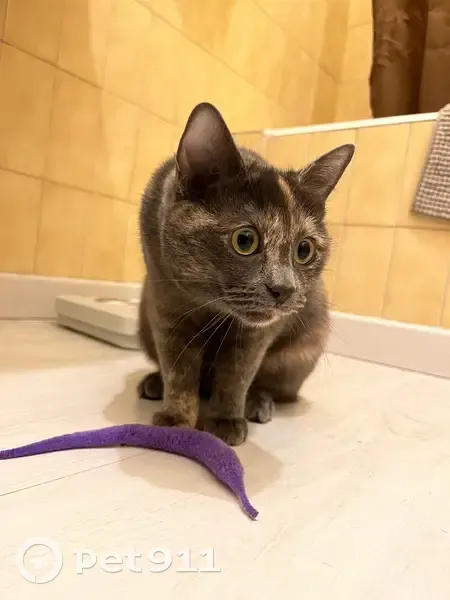 Chatte grise perdue à Blagnac - photo
